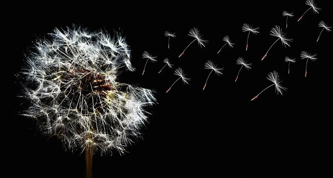 黒い背景に舞うタンポポの綿毛と種(イメージ写真)